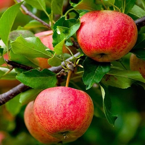 Jabloň domáca (Malus domestica) ´FUJI´- výška 140-170 cm, obvod kmeňa: 6/8 cm, kont. C10L - kvetináčová